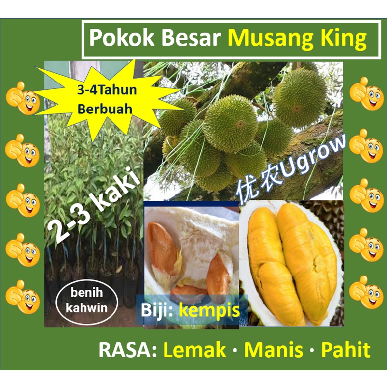 Anak Pokok Durian Musang King D197 猫山王 榴莲苗 Sapling Durian Musang King ...