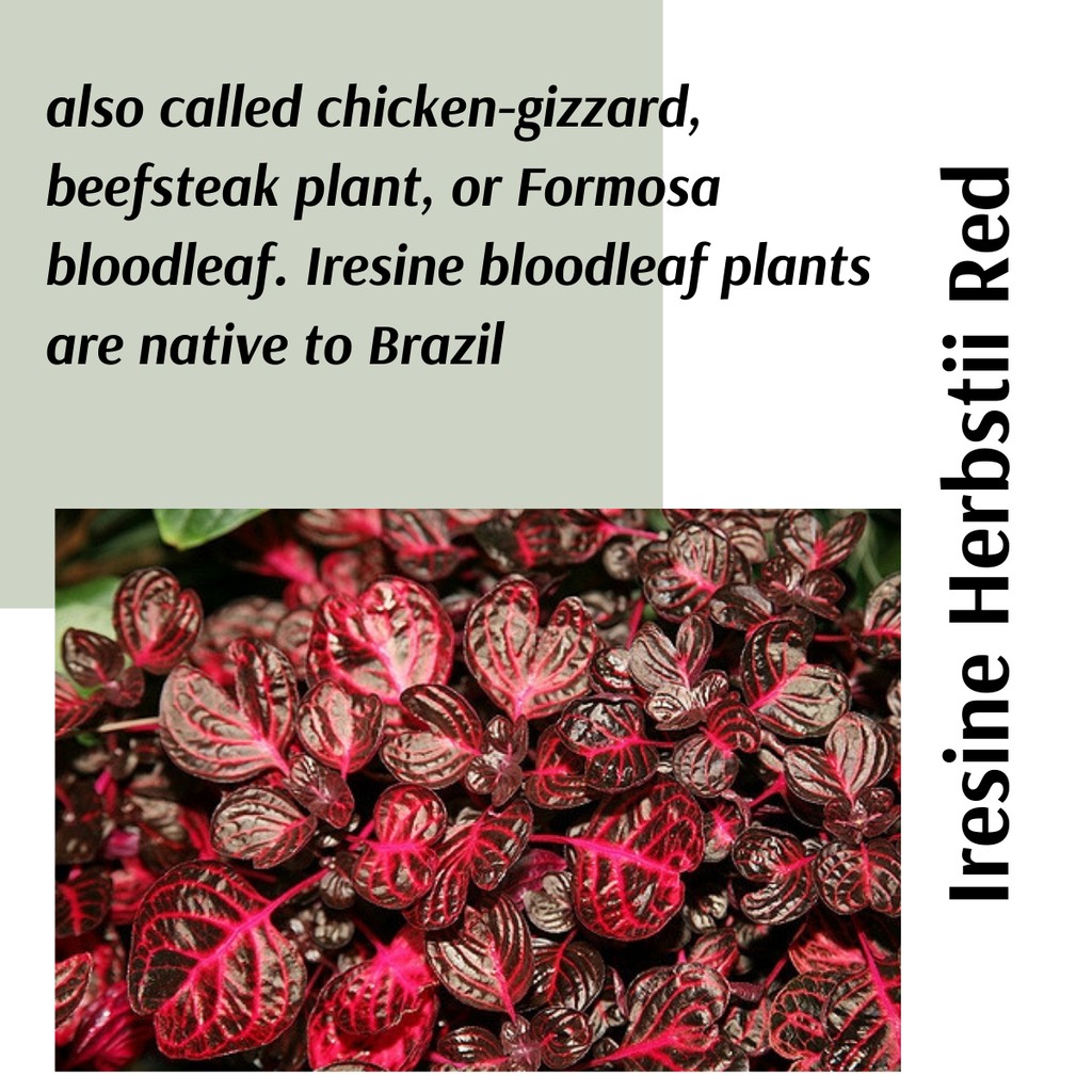 Iresine Herbstii Sang De Dragon Plante Iresine Herbstii 'Jaune' - Sang-de- Dragon - Pot 13cm - Hauteur 20-30cm Plante Intérieur Rare