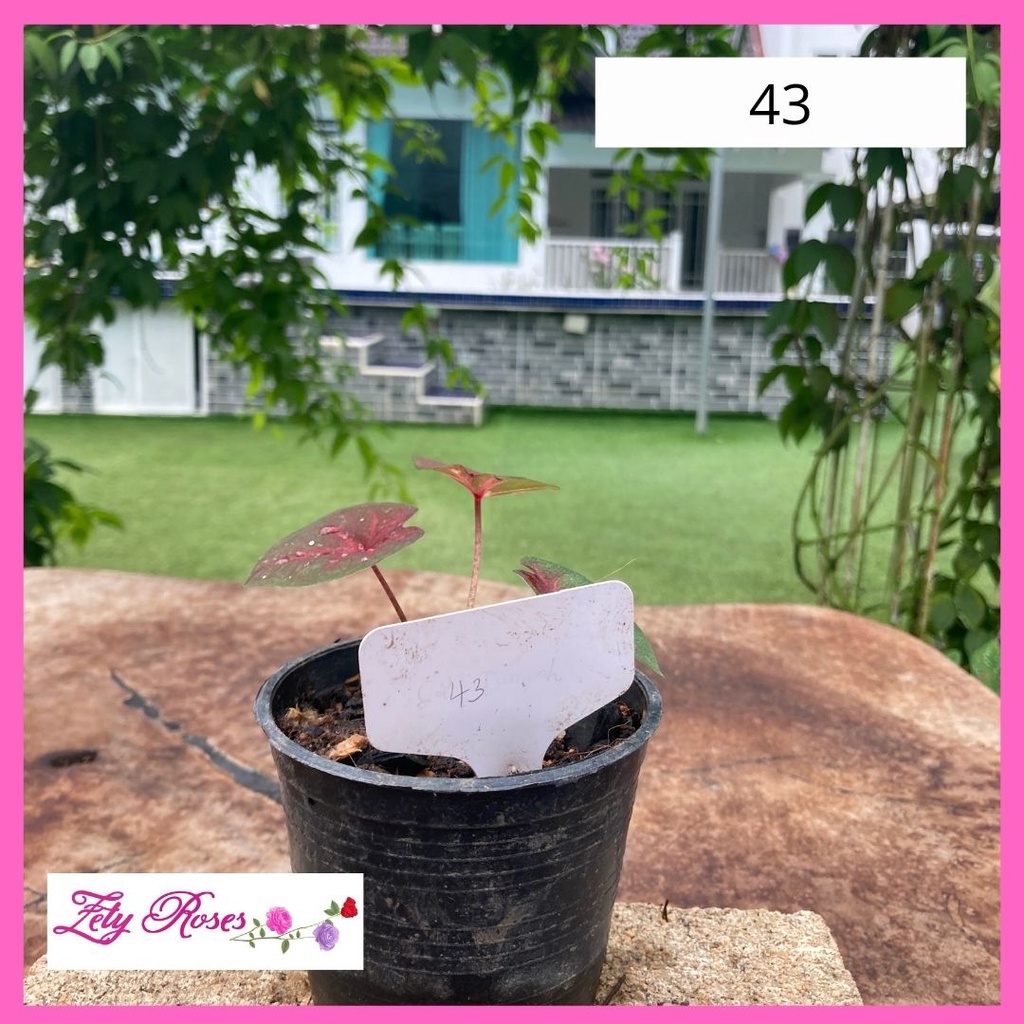 (READY STOCK) KELADI MURAH HYBRID THAI 43 ZETY ROSES | Shopee Malaysia