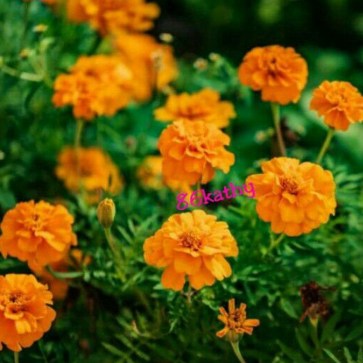 Mexican Marigold Tagetes Erecta Orange Flower Seed Benih Bunga Warna