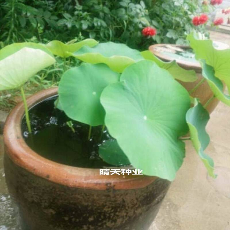 ready stock Plant seed Edible lotus root seedling potted big lotus ornamental water lily bowl