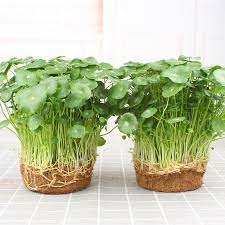 Pilea Peperomioides Coin Grass Money Plants Copper Grass Pilea Living Plant  With Roots in Plastic Packaging | Shopee Malaysia