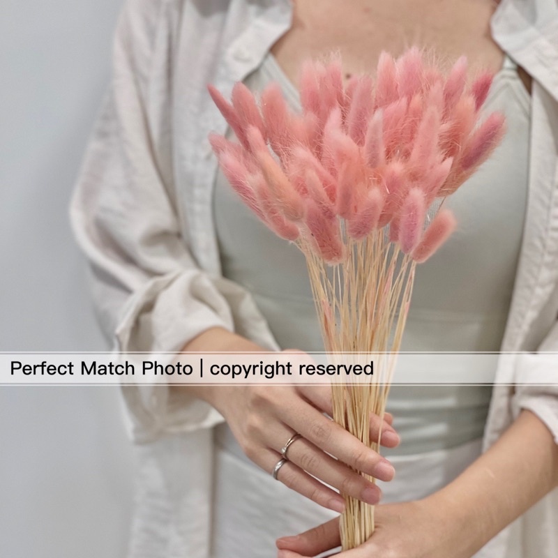 PMMM Real Flowers Dried Flowers Rabbit Tails Cat Tail Bunny Tails