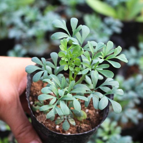 pokok garuda 驅蚊臭草 halau nyamuk herba herbs daun busuk ruta graveolens ...