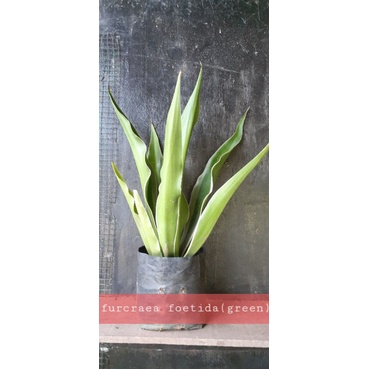 Furcraea Foetida (green ) in polybag. | Shopee Malaysia