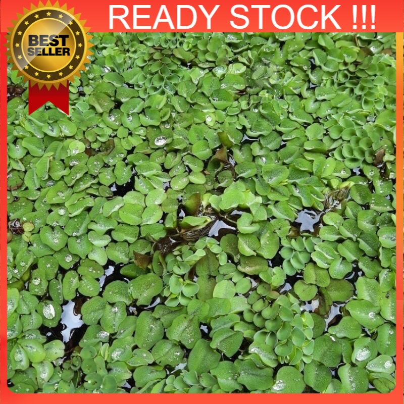 BUY7FREE3 1pc Salvinia Molesta | For Betta Fish | Guppy Fish Ikan Laga ...