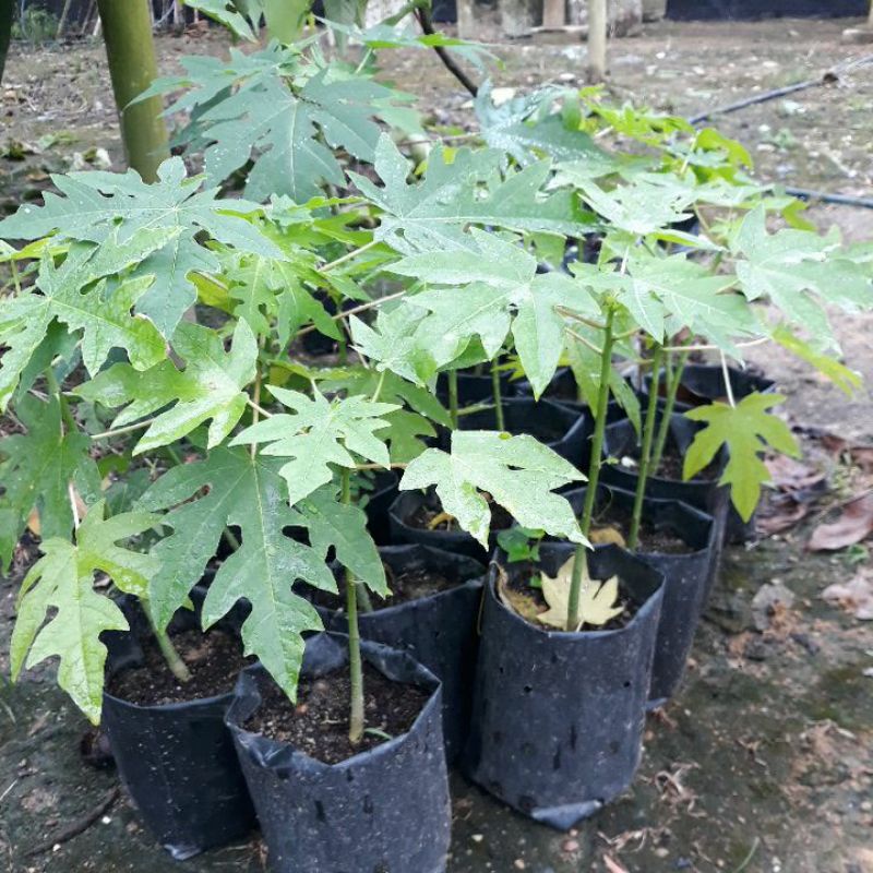 Anak Pokok Betik/Papaya Tree Hibrid (pokok jenis rendah&berbuah banyak ...