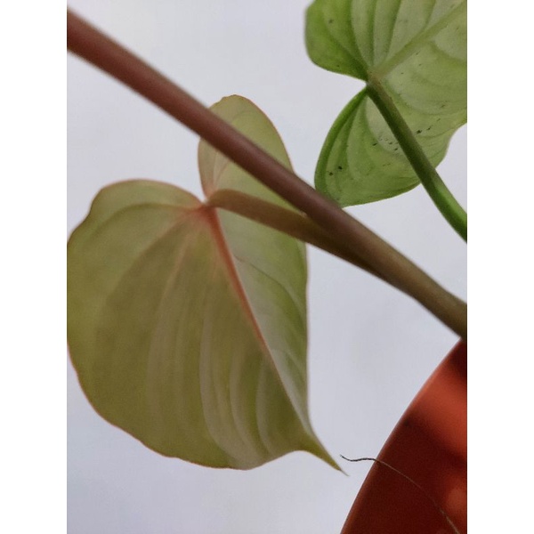 philodendron gloriosum pink back | Shopee Malaysia
