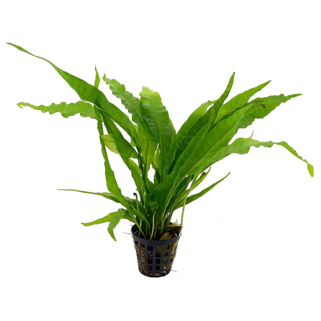 Java Fern Microsorum sp. aquarium aqua plant [lowtech][long