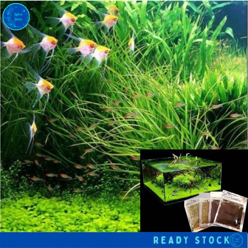 Benih Rumput Akuarium Aquarium Grass Seeds Aquatic Plants Water Grass 