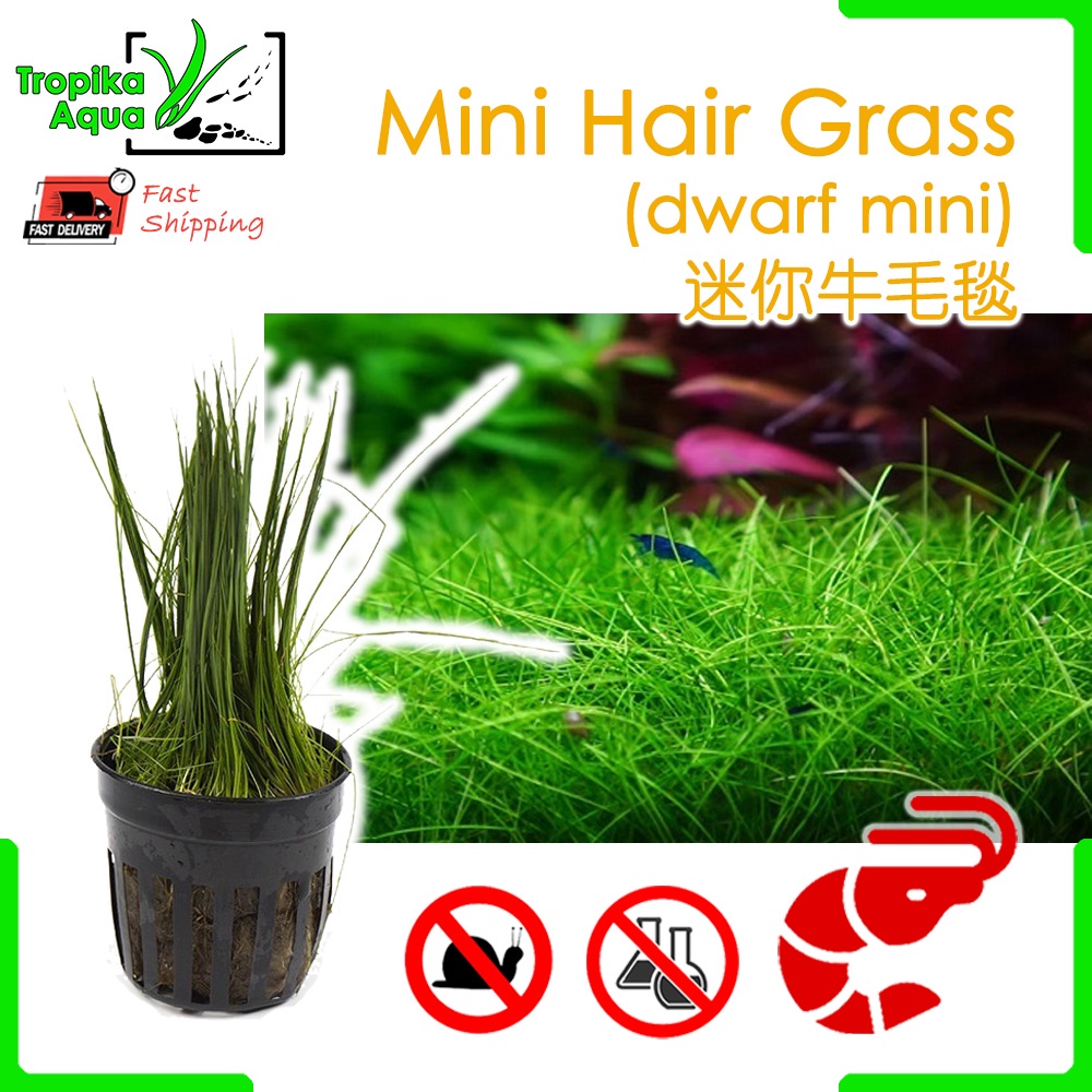 [Shrimp Safe] Mini Hair Grass (dwarf mini) Eleocharis Acicularis 迷你牛毛毯 ...