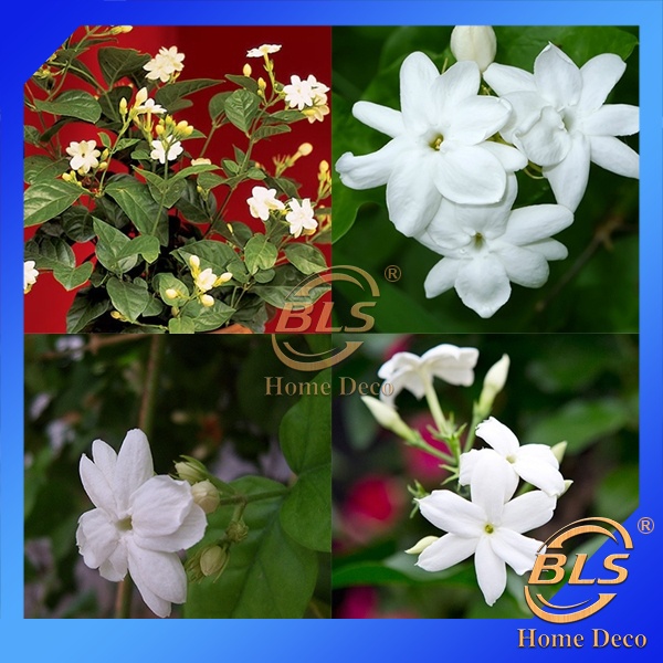 REAL LIVE PLANT JASMINUM SAMBAC JASMINE FLOWER 茉莉花 WITH POLYBAG COMMON