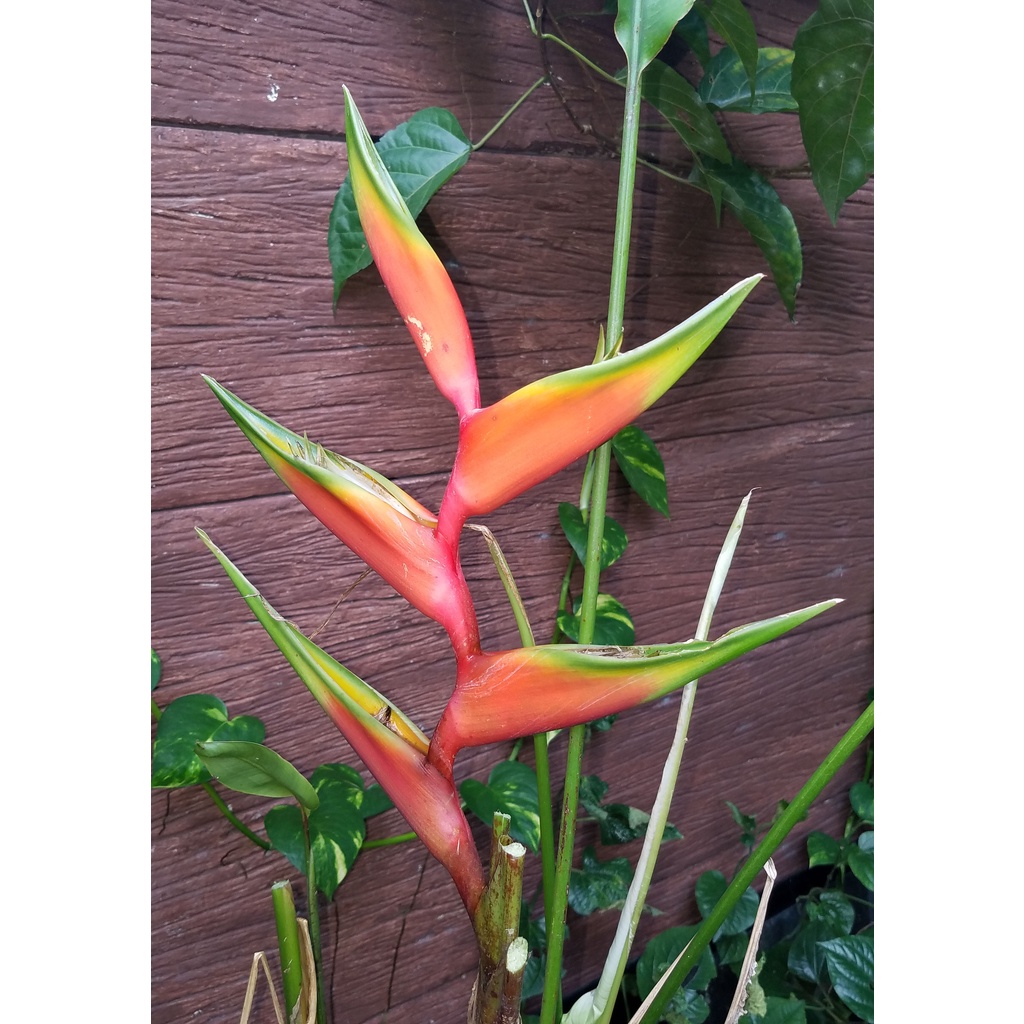 Heliconia bihai cv. Lobster Claw II (?) Shopee Malaysia