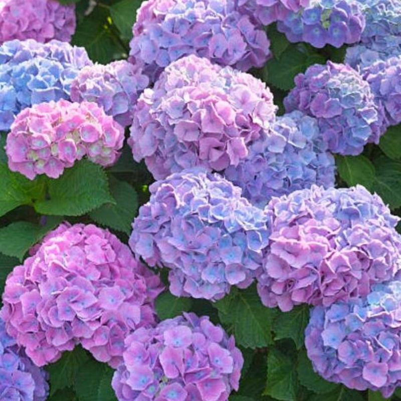 Hydrangea real live plant 绣球花 anak pokok segar hidup Siti Zubaidah ...