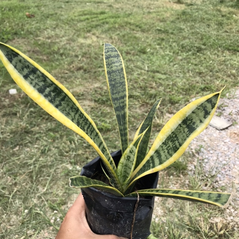 🔥POPULAR🔥Pokok Lidah Buaya Variegated|🔥GNCSansevieria Laurentii Live ...