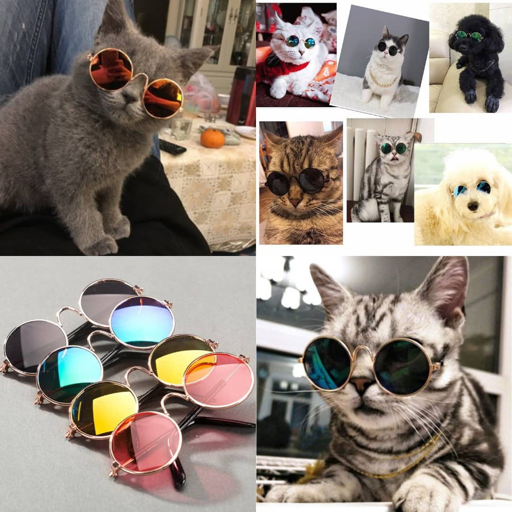 cats #cat #catfashion #petsoftiktok #petsfashion #lv #fyp #petsfashio