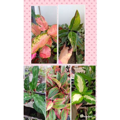Pokok Angaonema Snow White/ Red plant/ Ruby / Rutandum harimau Rimbun ...