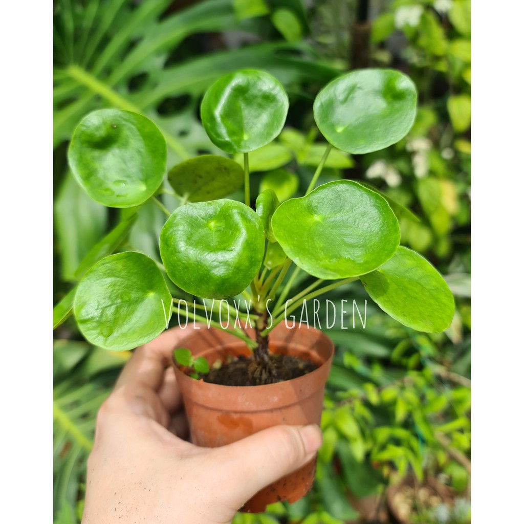 Pilea Peperomioides / Chinese Money Plant | Shopee Malaysia