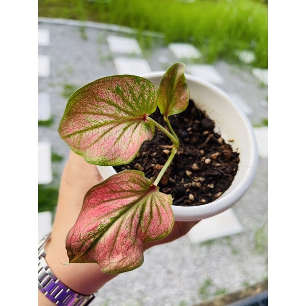 Caladium / Keladi Infinity (size anak) | Shopee Malaysia