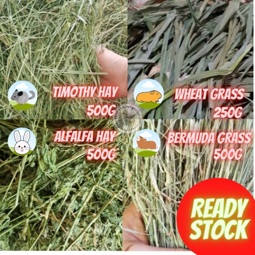 Alfalfa hay vs timothy hay for guinea outlet pigs