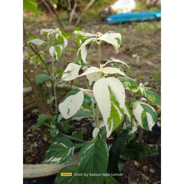 NEW RARE ID VARIEGATED PLANTS RUMPUT ISRAEL BATIK | Shopee Malaysia