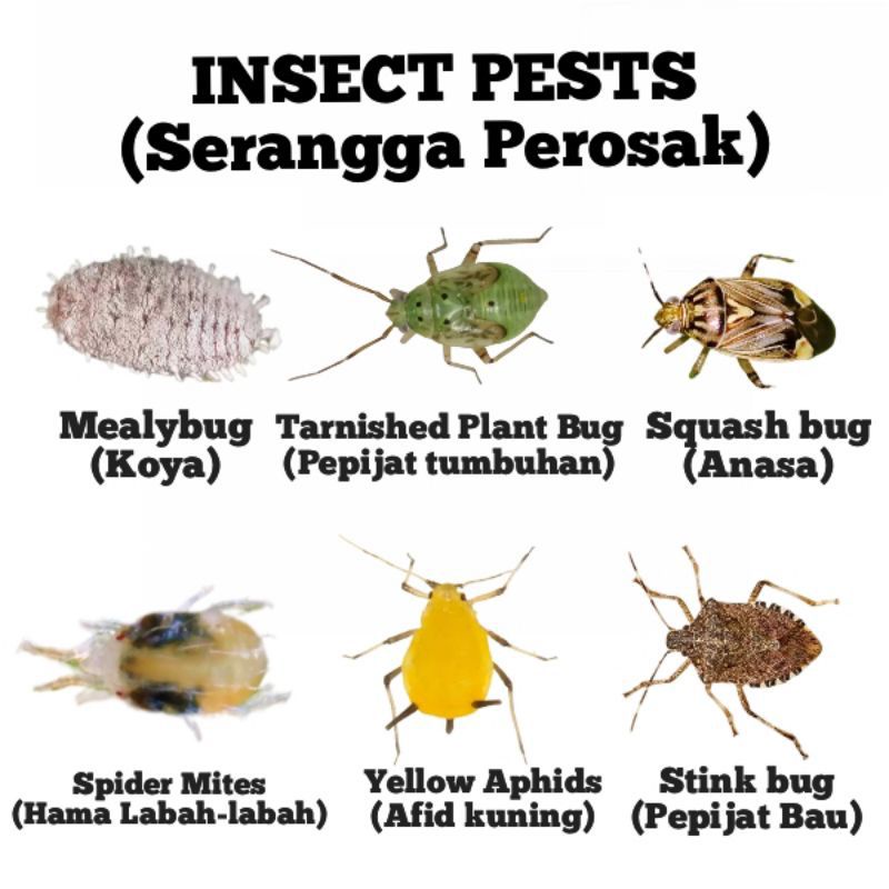 𝗟𝗶𝗺𝗮𝘂 𝗞𝗮𝘀𝘁𝘂𝗿𝗶 Nipis Purut Racun Serangga Safe Easy to Use Bunuh 16 ...