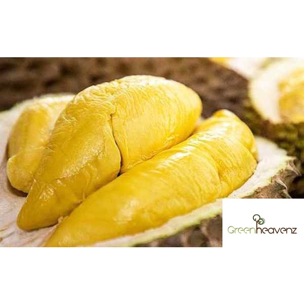 Musang King Durian D197 Fruit Tree Anak Pokok Buah Durian Musang King ...