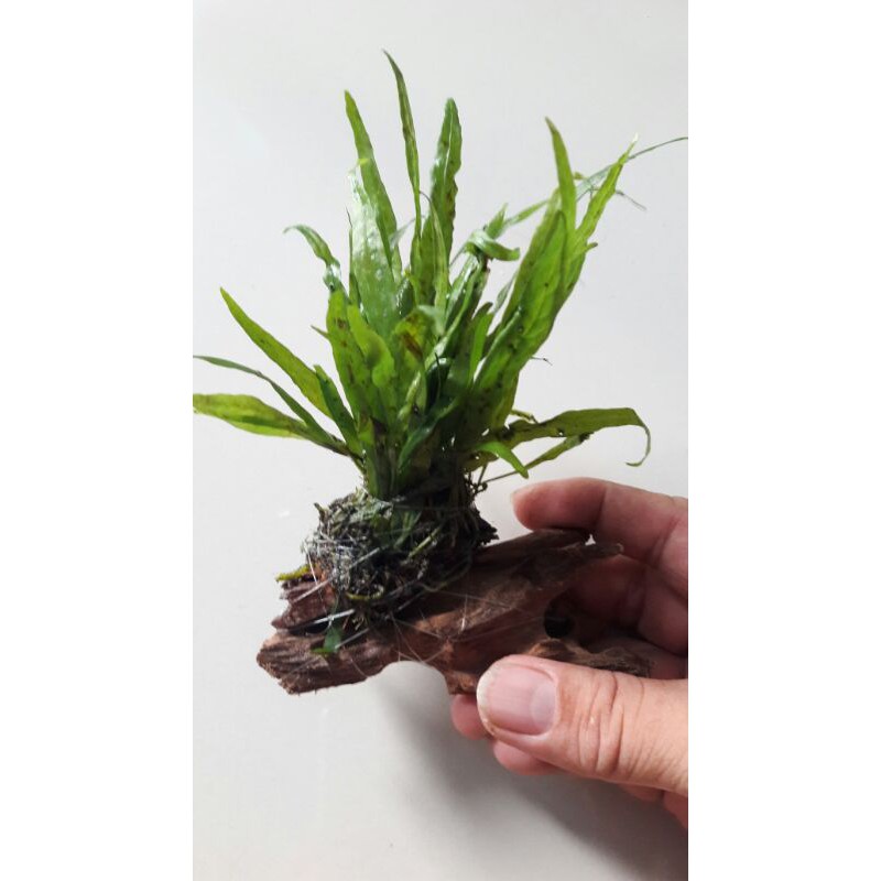 Microsorum pteropus(java fern narrow leaf) ,water plant,aquascape plant ...