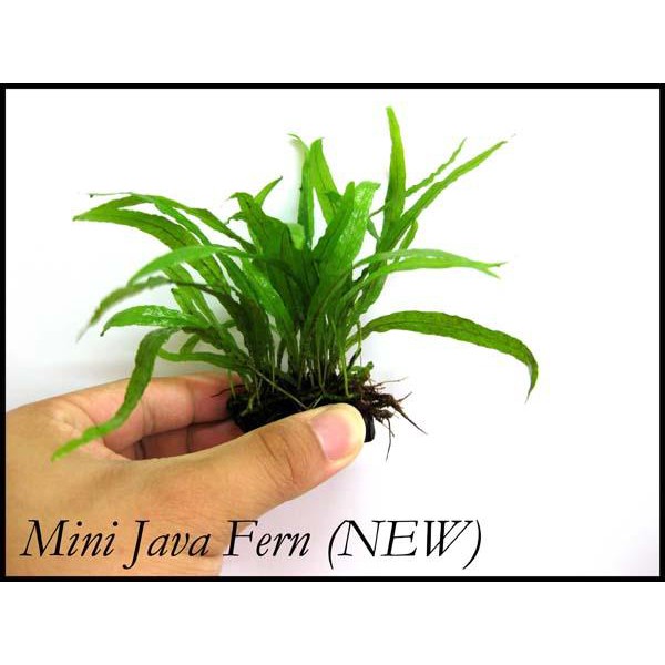 Mini Java Fern (Microsorum Narrow Mini) 迷你铁皇冠 [Driftwood] aquarium