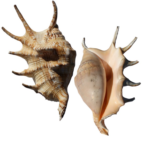 Rare Silanthi SANGU / Panchjanaya Panchmukhi Shankh gomukhi shankh ...