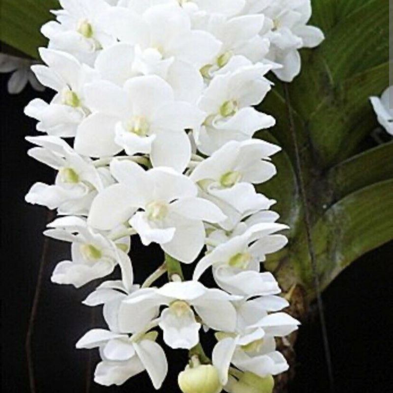 Orchid - Rare - Orkid Gajah - Rhynchostylis Gigantea - Very fragrant ...