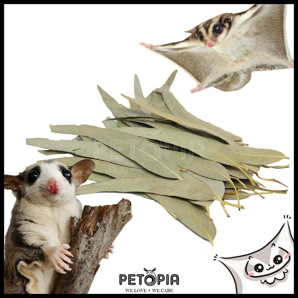Eucalyptus Leaf [50g] PETOPIA Sugar Glider Bedding Shopee Malaysia