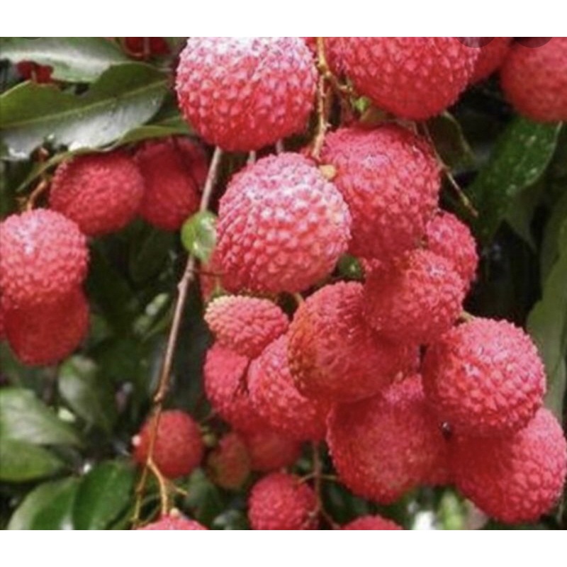 Pokok laici hybrid thai buah sedap pokok rendah | Shopee Malaysia