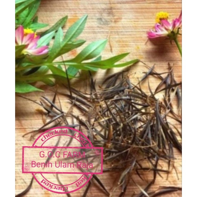 Biji Benih Ulam Raja(Sepeket RM10) | Shopee Malaysia