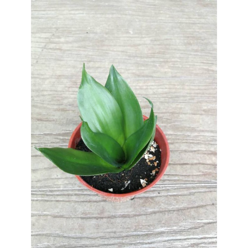 Black Diamond Sansevieria  ( Snake Plant  ) Without Pot | Shopee  Malaysia