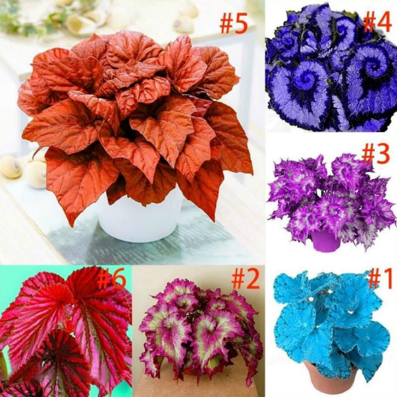 100 Pcs Bibitbenih Tanaman Bunga Begonia Blues Coleus Warnawarni Untuk ...