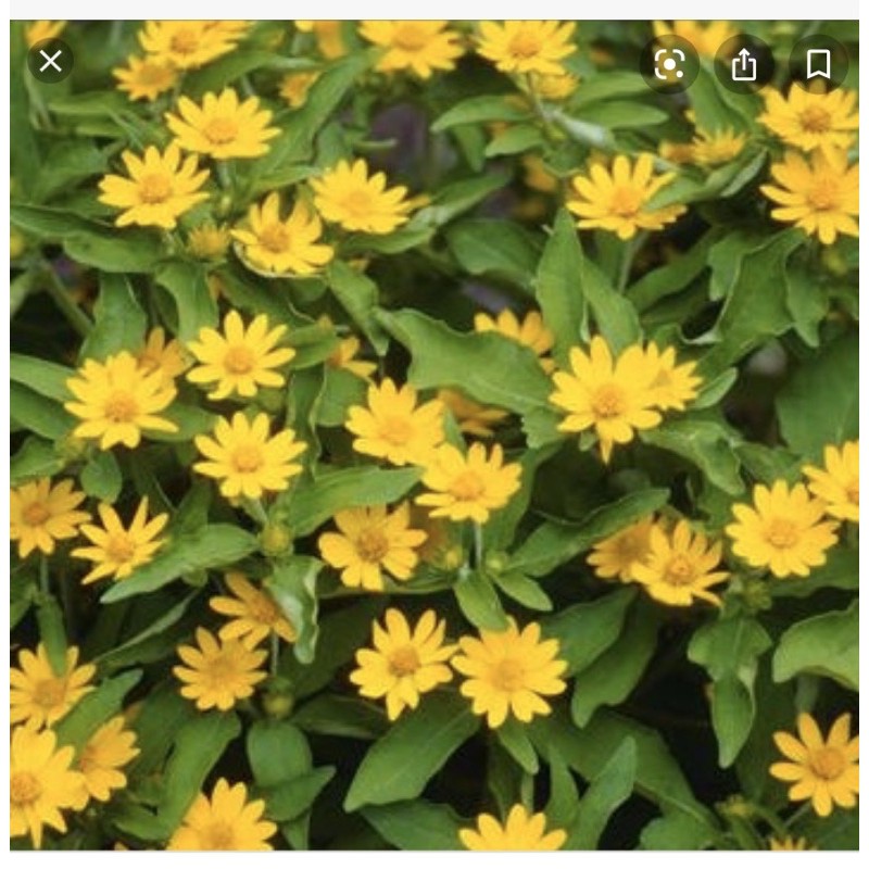 Bunga Matahari Mini/Butter Daisy Pokok Hidup Shopee Malaysia