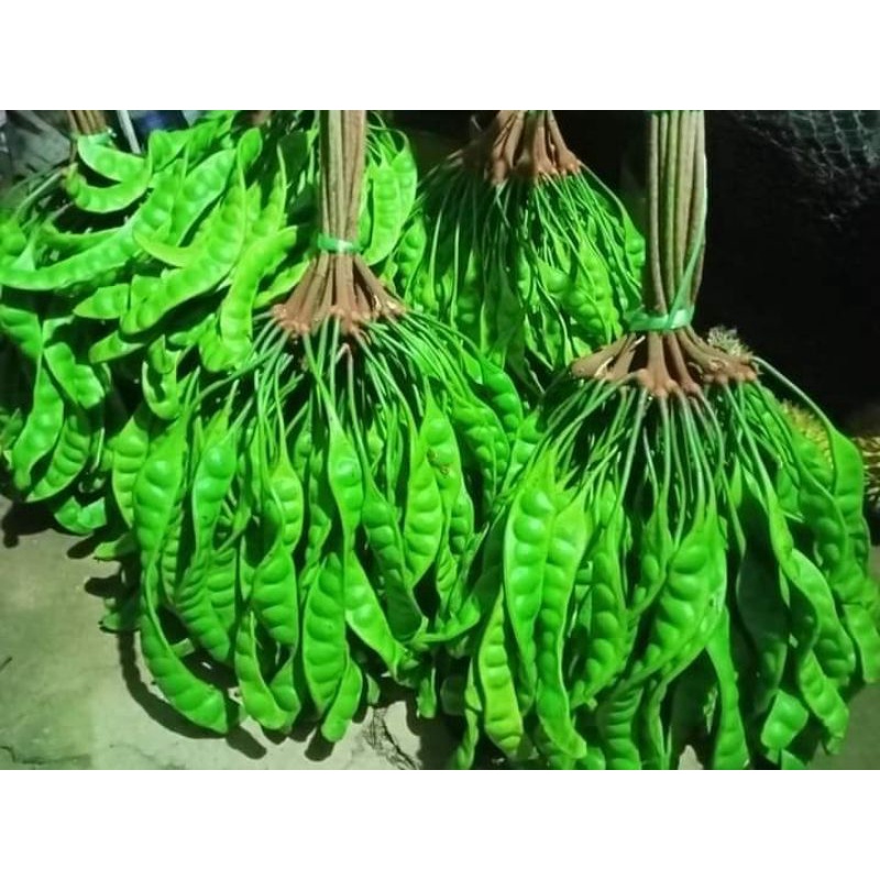 Pokok petai berbuah rendah 3-5 tahun | Shopee Malaysia