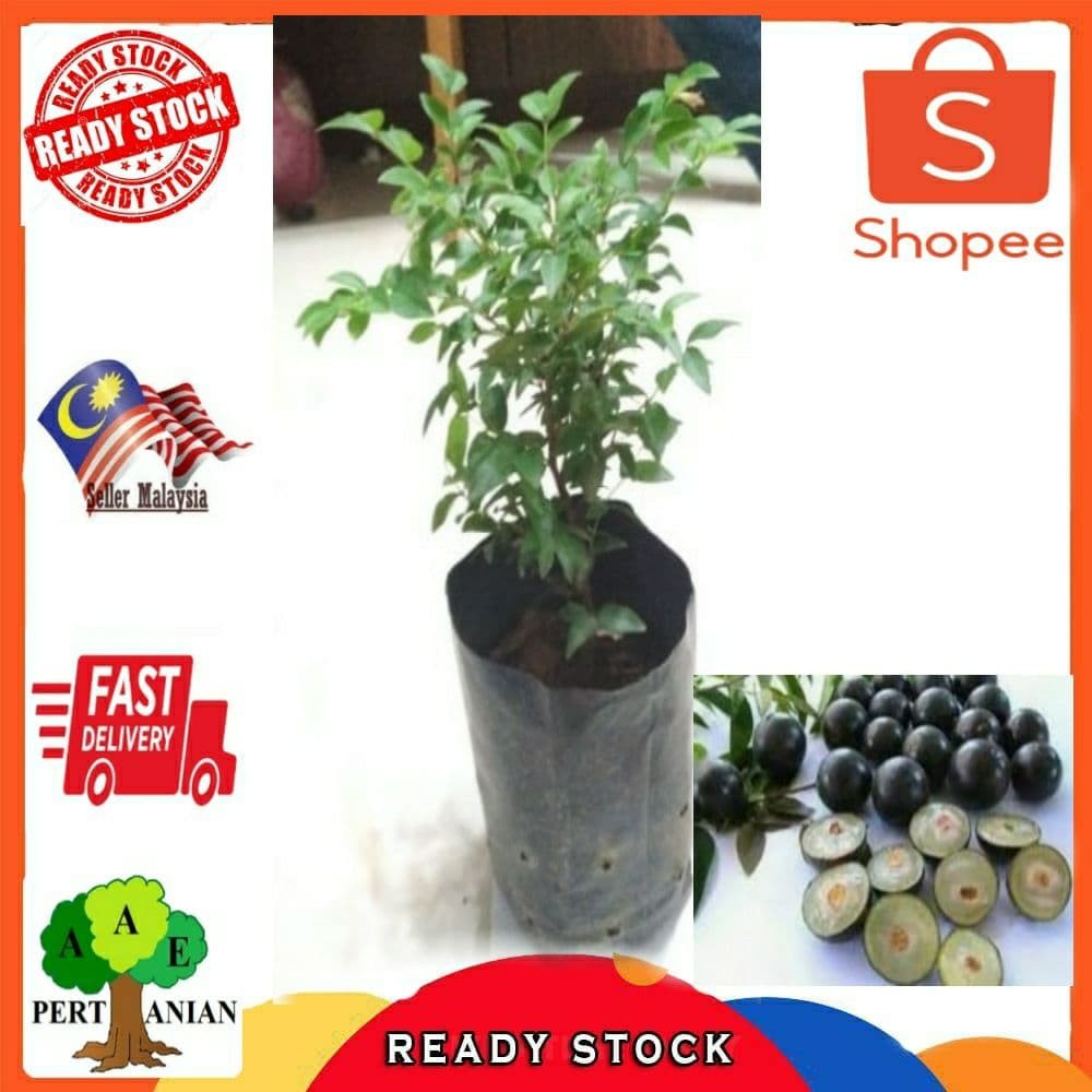 Anak Pokok Anggur Brazil Tut Dalam Polybang | Shopee Malaysia