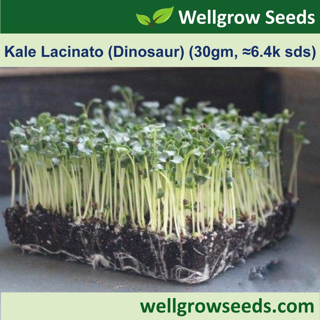 Dino Kale Seeds