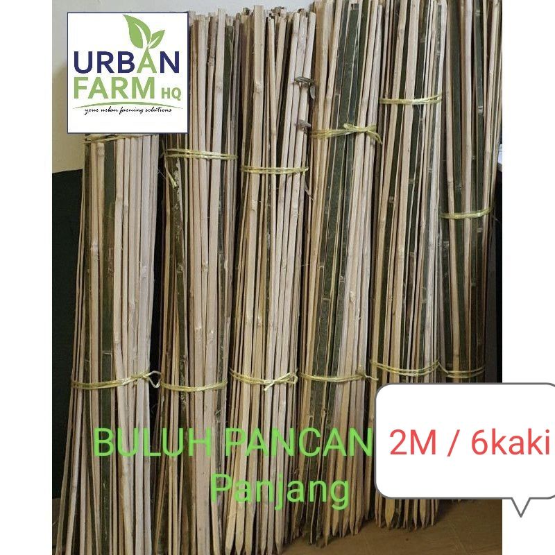 🌱Buluh Pancang Bamboo Tree Support 6 Feet Long 1PCS Shopee Malaysia