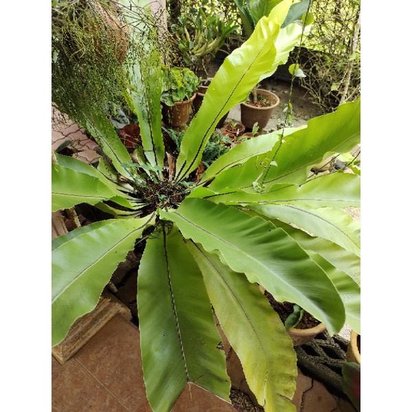 Pokok Tanduk Rusa Daun Lebar Shopee Malaysia