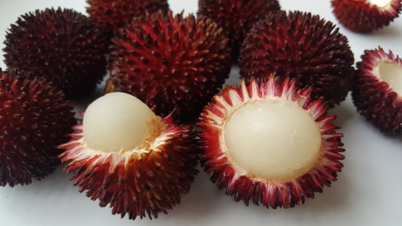 Anak Pokok Pulasan Kahwin | Shopee Malaysia