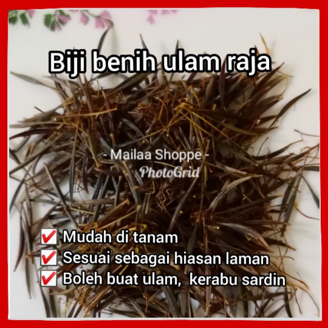 🔥BIJI BENIH ULAM RAJA 🔥BENIH COSMOS🔥HIASAN LAMAN MENYEGARKAN MATA 👁 ...