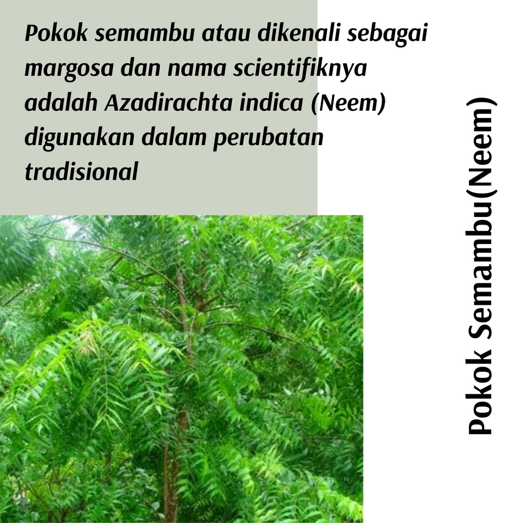 (Real Plant) Anak Pokok Semambu Neem Herbal Plant | Shopee Malaysia