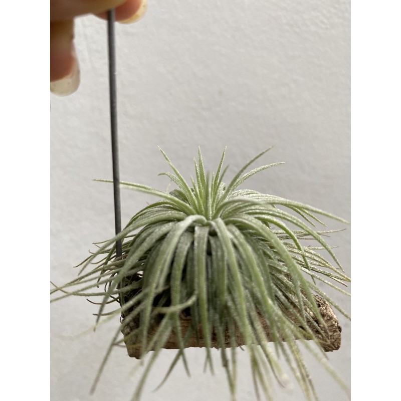 Air Plant Tillandsia Ionantha Ron (RFI) | Shopee Malaysia