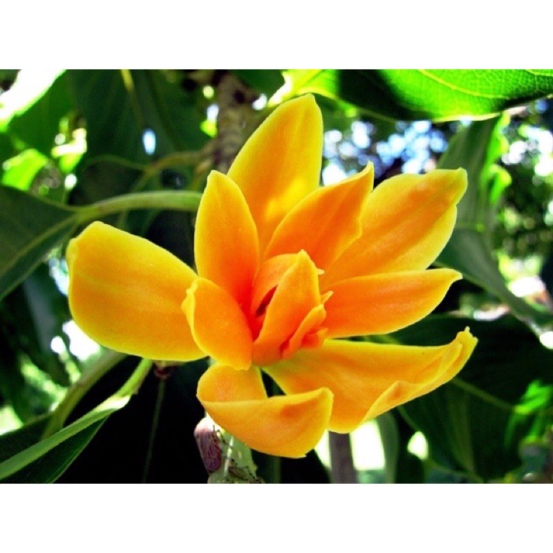 Pokok Bunga Cempaka Kuning Harum🌿✨ | Shopee Malaysia