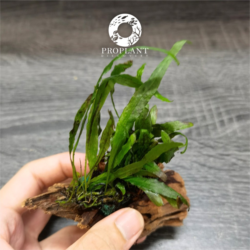 🔥Microsorum Pteropus Narrow Leaf Java Fern🔥 Aquarium / Paludarium ...