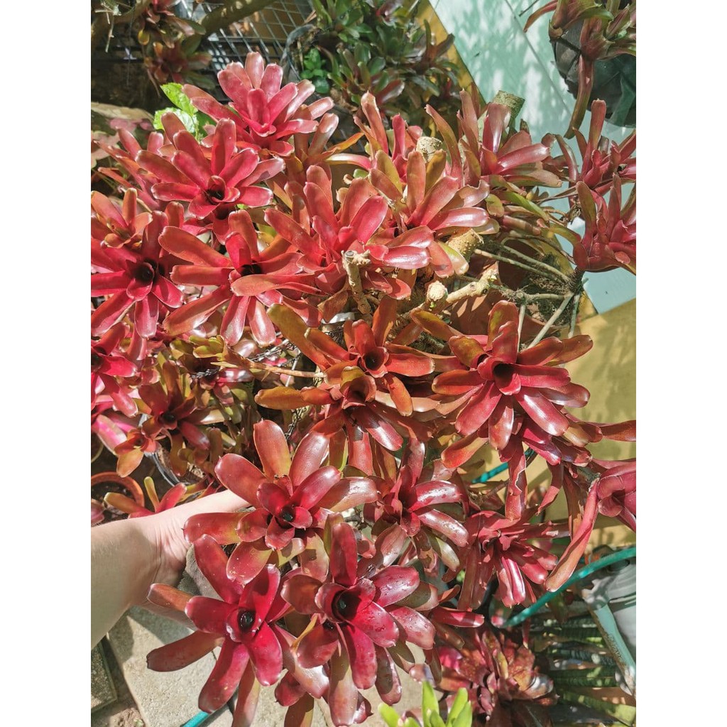Bromeliads - Fire Ball #bunga nanas #凤梨花 #beautiful plant #easy to ...