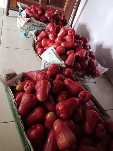 BAJA JAMBU AIR MADU MANIS DAN BESAR 1.5 KG | Shopee Malaysia